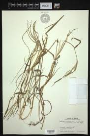 Image result for Digitaria appropinquata