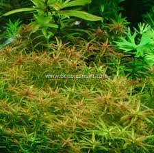 Image result for Rotala mexicana