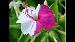 Image result for Macrotyloma ellipticum