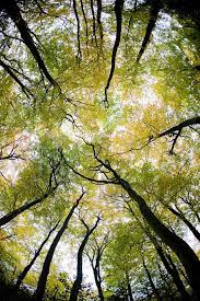 Trees Fall By Pnewbery Deviantart Com On Deviantart Tree Photography Nature Photography Trees Nature Photography