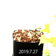 Image result for Trochomeria macrocarpa