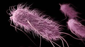 Image result for Fecal Transfer