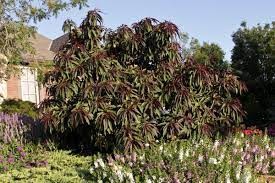 Check spelling or type a new query. Peach Bonfire Patio Tree Tree Top Nursery Landscape Inc