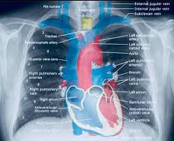 I Pinimg Com 736x Dc Ca 1b Dcca1b78f3273620c2f8