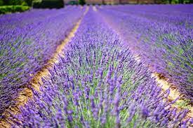 Check spelling or type a new query. Here S Why You Should Visit Texas During Lavender Season Southern Living