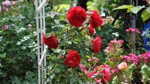 Rosen sollte man schon im herbst pflanzen. Rosen Im Kubel Zehn Fragen Und Antworten Mdr De