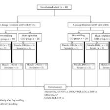 Flow Chart For The Animal Study Abbreviations 1d One