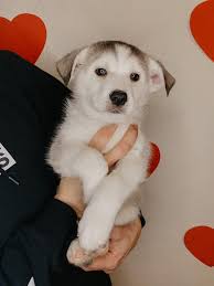 Profile for Arrow and Lace Kennel