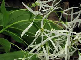 Image result for Chionanthus