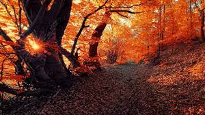Janek Sunny Desktop Wallpapers Of Nature Autumn Trees Landscape Nature