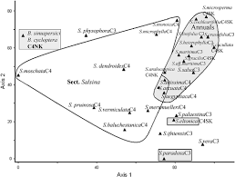 Image result for Suaeda merxmuelleri