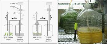 He plant bioreactors type of bioreactors as the bioreactor is a physical/thermal system for maintenance of cells at the best culture conditions for a fast growth, several models can be considered as bioreactors, starting from simple close vessels that can be externally agitated up to complex aseptic systems controlled and regulated by appropriate sotware.12 tulecke and nickel13 irstly developed a successful 10 l system in a sample carboy for the cultivation of plant cells. Polyamines Gelling Agents In Tissue Culture Micropropagation Of Medicinal Plants And Bioreactors Intechopen