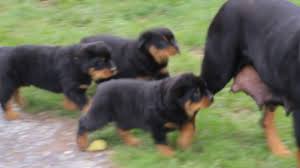 Puppyarea.com has been visited by 100k+ users in the past month Rottweiler Puppies For Sale 600 07 2021