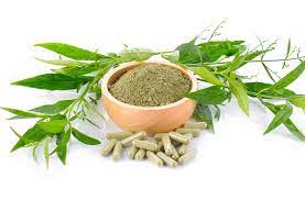 Hello bacsi | nội dung về sức khỏe, thuốc, bệnh, thai kỳ. Cay Thuá»'c Xuyen Tam Lien Ä'áº·c Ä'iá»ƒm 10 Tac Dá»¥ng LÆ°u Y Sá»­ Dá»¥ng