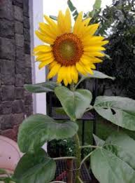 Biji bunga matahari juga dapat diolah menjadi minyak nabati yang baik bagi kesehatan dan biji bunga matahari juga dapat dikonsumsi sebagai cemilan makanan ringan. Enak Dan Istimewanya Kuaci Biji Bunga Matahari Indonesiahijausejati