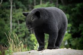Weird Animals Animal Mashups Weird Animals Black Bear