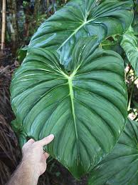 Xl Philodendron Peltatum Plant In 6 Pot Plants Philodendron Shade Plants
