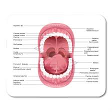 Amazon Com Mouse Pads Open Of Diagram For Anatomy Human