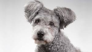 Check spelling or type a new query. Pumi Price Temperament Life Span