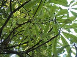 Berbentuk sempurna dengan pelepah tegak, daun berbentuk lanset, warna hijau muda hingga hijau tua, berurat daun sejajar. Ciri Khas Tumbuhan Simplebooklet Com