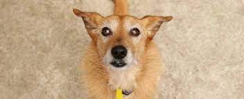 Her guardian set up this dog behavior training session to get her to stop jumping up, stop pulling on the leash, eliminate her occasional anxiety and listen to. Name Recognition How To Teach Your Dog His Name