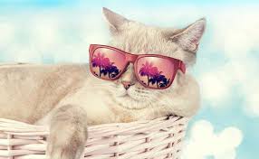 How do your cats keep cool in the heat? Keep Your Cat Cool This Summer Modkat