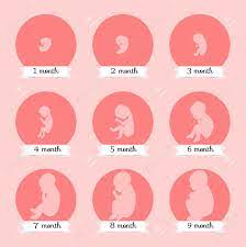 Dazu ist es notwendig, dem baby ein umfeld zu gestalten, in dem es sein sehvermögen gut entwickeln kann. Embryo Entwicklung Menschliche Fotus Wachstum Stadien Der Schwangerschaft Vektor Illustration Leben Baby Buhne Vor Der Geburt Lizenzfrei Nutzbare Vektorgrafiken Clip Arts Illustrationen Image 69789620