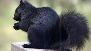 Black Squirrel Black Squirrel Animals Rare Animals