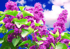 Весна — в саду ягода (2020) весна — стоп, стоп, стёпа (2020) весна — поцелуев волшебство (2020) Statusy Pro Vesnu