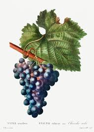 Image result for Vitis vinifera