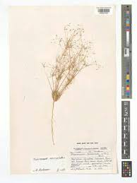 Image result for Pharnaceum brevicaule