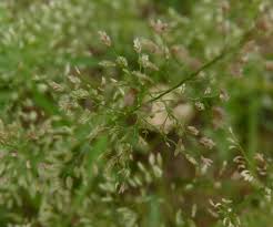 Image result for Eragrostis homblei
