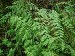 Image result for Hypolepis