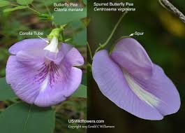 Image result for Centrosema