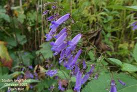 Image result for Isodon