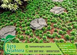 Untuk memperoleh rumput gajah mini tersebut dengan merogoh kocek cukup dua puluh ribu per meter perseginya. Rumput Gajah Mini Warna Putih Harga Bibit Rumput Gajah Mini