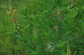 Image result for Crotalaria uncinella