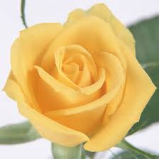 To glam up your garden space, ugaoo presents most assorted flower seeds online. Free Shipping 600 Yellow Rose Seeds Chinese Style Roses Seed Yueji Seed Flower Seeds Home Garden A Seeds Nutrition Seeds Lowesgarden Panel Aliexpress