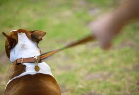 It's not good for them. Pictures Risky Pet Owner Mistakes Fat Cats Ticks Fleas And More