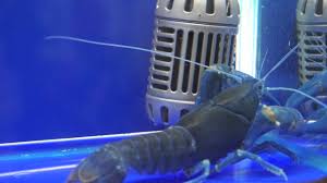 Including pictures of 28 animals starting with an e! Common Yabby Cherax Destructor Youtube