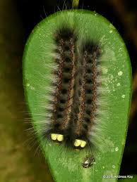 Hairy Caterpillars With Fake Eyes Olceclostera Sp Bombycidae Apatelodinae Plant Insects Caterpillar Insects