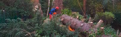 Die preise stellen nur einen überblick dar und sind unverbindlich. Galabau Gartenbau Fur Potsdam