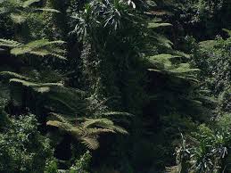 Image result for Cyathea manniana