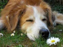 Den / seinen inneren schweinehund überwinden: Lernerleben Englisch Mit Ihrem Inneren Schweinehund