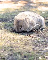 Pin By Blaize J Smith On Australia Wombat Animals Australian Wildlife