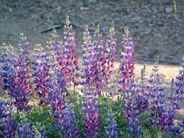 Image result for Lupinus mexicanus