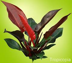 Red And Green Philodendron Imperial Red Plant Red Plants Philodendron Plant Philodendron