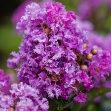 The leaves range from black to burgundy with flowers of different shades like reds, purple and white. Lagerstroemia Purple Magic Crape Myrtle
