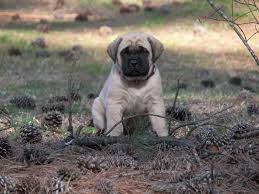 Search for dogs closest to your area by changing the search location. Mastiff Puppies For Sale Two Ponds Kennel