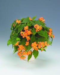 Image result for Begonia sutherlandii